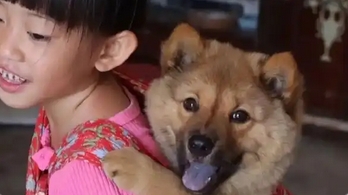多地解除中华田园犬禁养令：本土犬种迎来“身份转正”